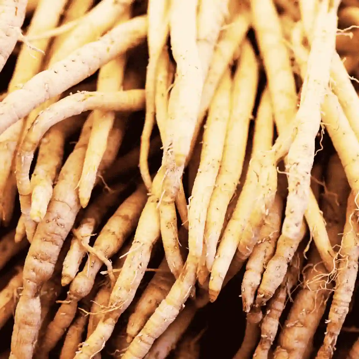 asparagus racemosus extract