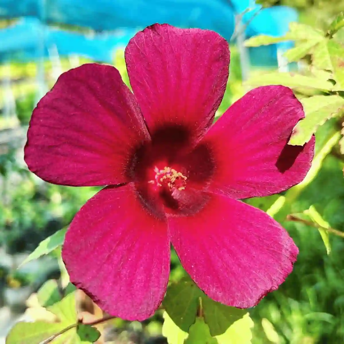 hibiscus sabdariffa flower